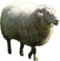 Schaap